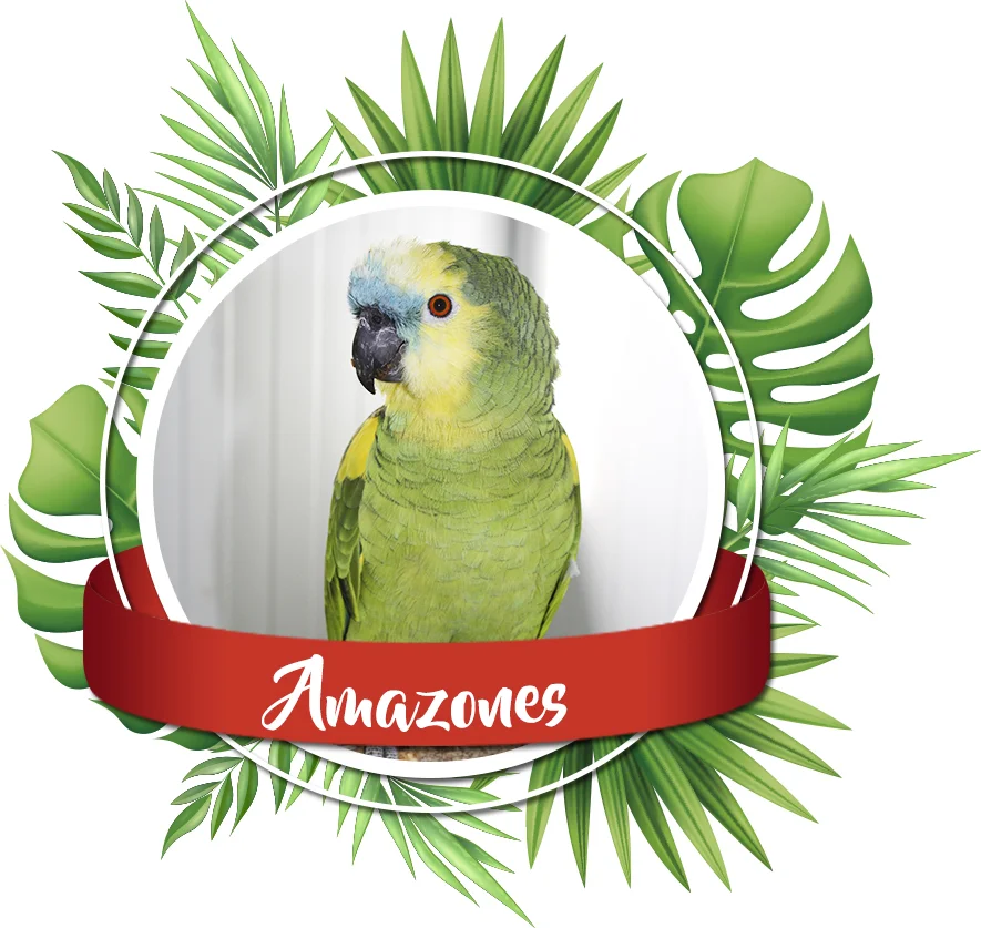 vente perroquets amazones elevage les volieres du mayne dans le sud ouest de la France