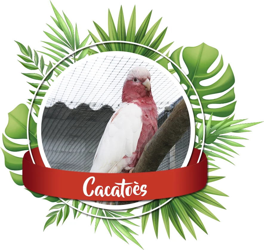 vente perroquets cacatoes elevage les volieres du mayne dans le sud ouest de la France