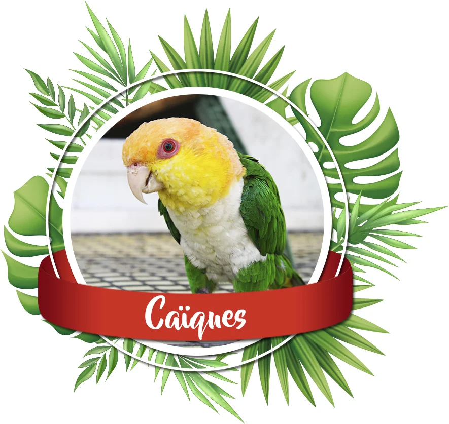 vente perroquets caiques elevage les volieres du mayne dans le sud ouest de la France