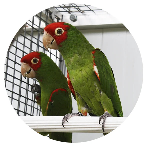 les volieres du mayne elevage de perroquets conures face rouge