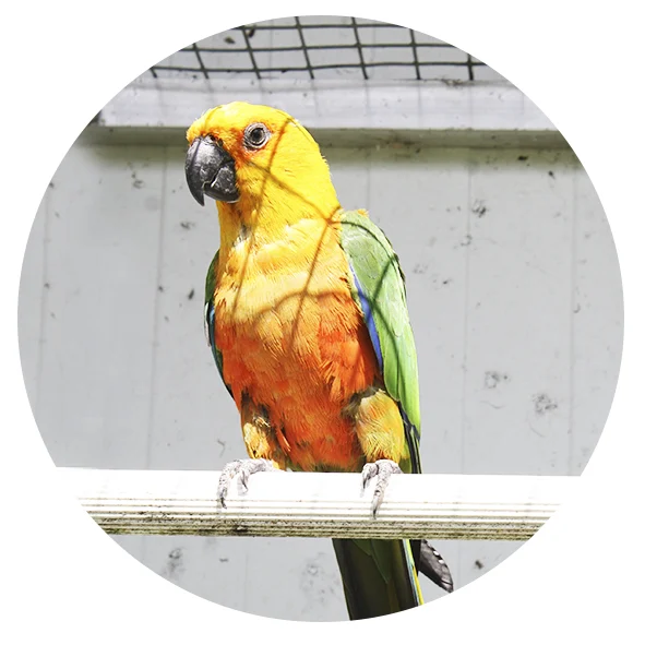 les volieres du mayne elevage de perroquets conure jandaya