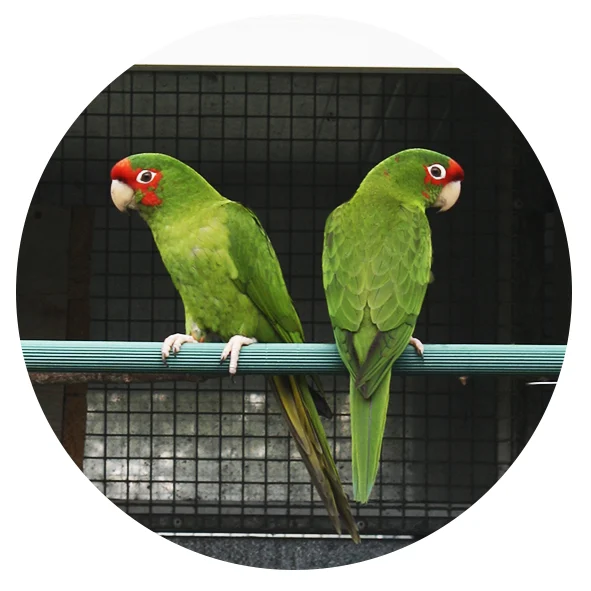 les volieres du mayne elevage de perroquets conures mitrees