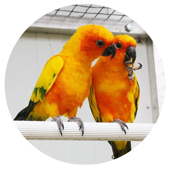 les volieres du mayne elevage de perroquets conure soleil