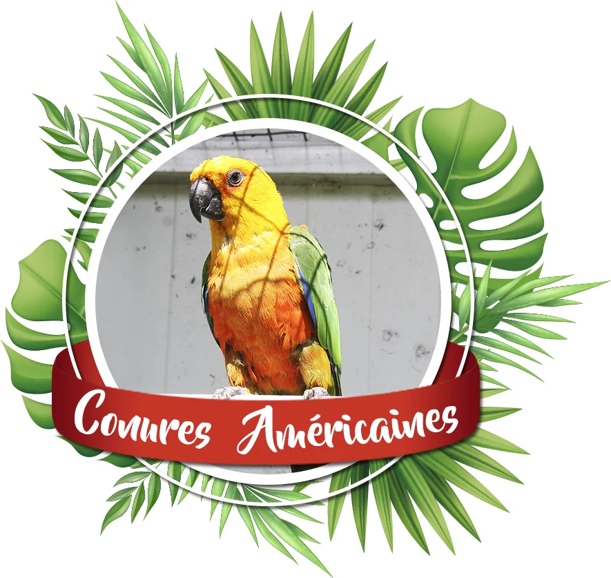 vente perroquets conures americaines elevage les volieres du mayne dans le sud ouest de la France