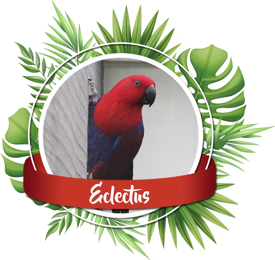 vente perroquets eclectus elevage les volieres du mayne dans le sud ouest de la France