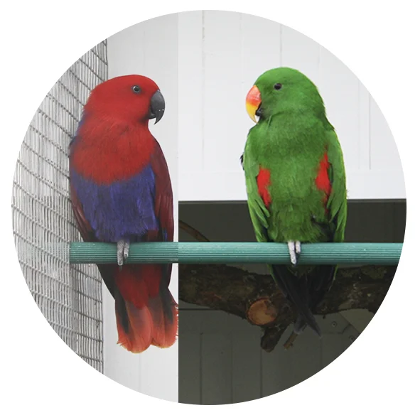 les volieres du mayne elevage de perroquets eclectus