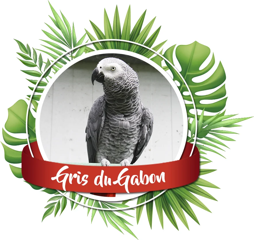 vente perroquets gris du gabon elevage les volieres du mayne dans le sud ouest de la France
