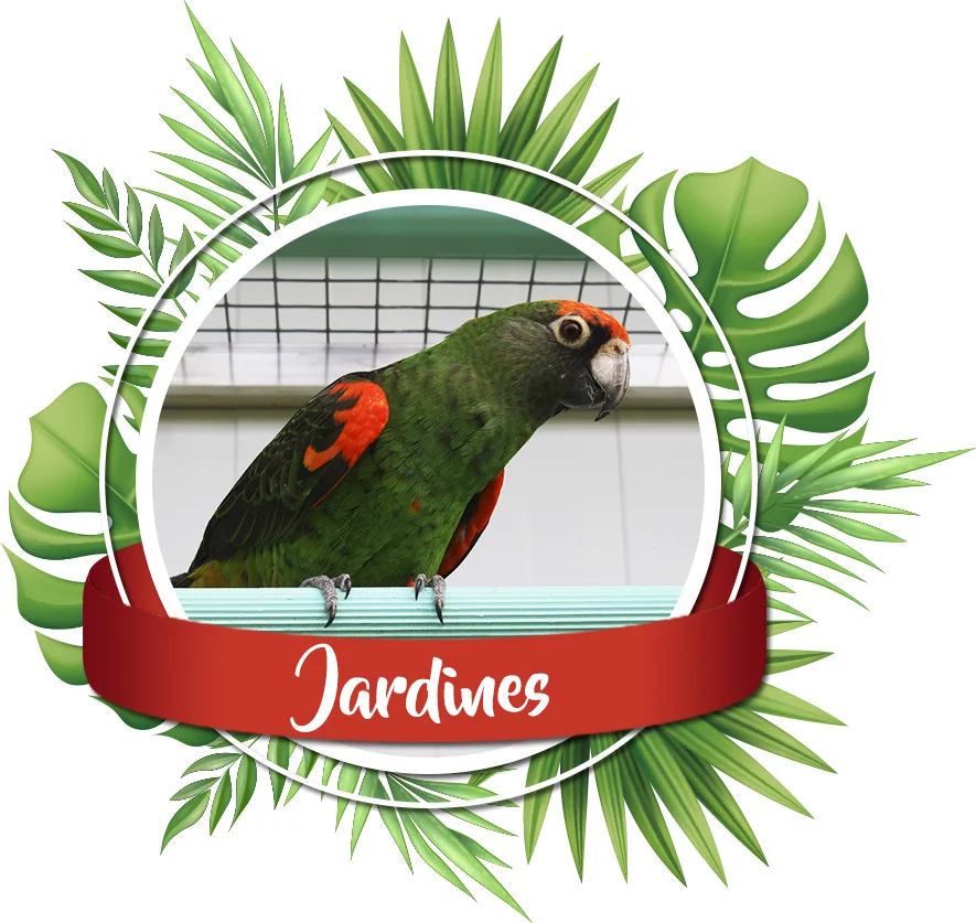 vente perroquets jardines elevage les volieres du mayne dans le sud ouest de la France