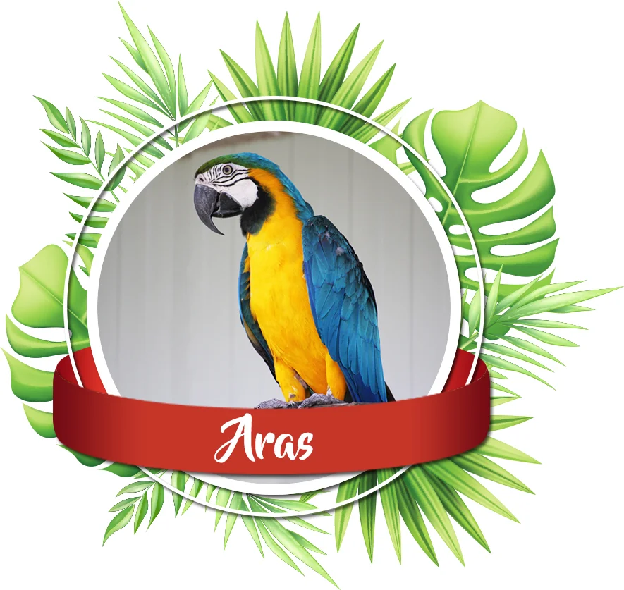 vente perroquets aras elevage les volieres du mayne dans le sud ouest de la France